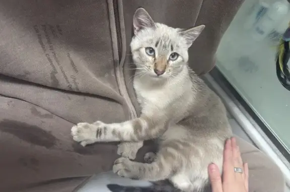 Friendly Cream Cat Found on Co...