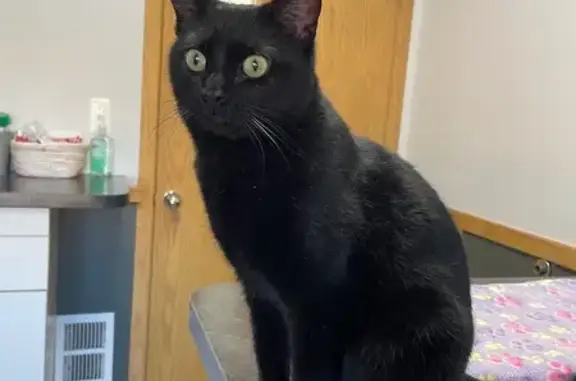 Found: Friendly Black Cat, Sas...