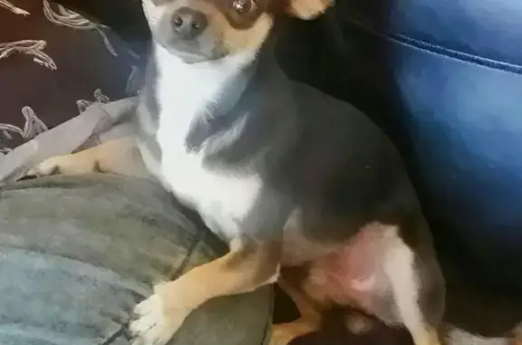 Missing dog East London, photo: Lost Nervous Dog in East London Area