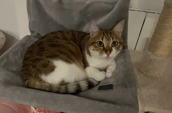 Chatte perdue à Rumilly, tachetée blanche - photo