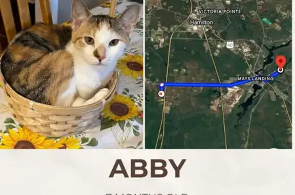 Lost Kitten: White/Orange/Brown, Spruce St