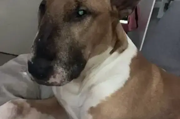 Bull terrier 10 ans perdu à Eaubonne - photo