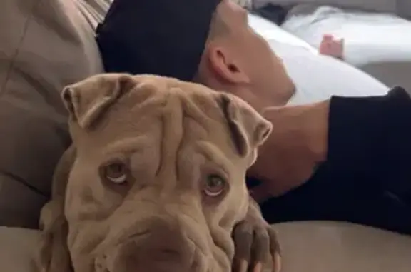 Lost pets Salisbury, photo: Lost Dog: Friendly Tan Pup in Salisbury