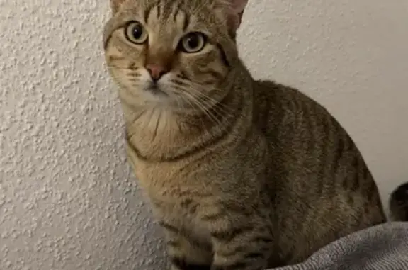 Chat tigré perdu à Lingolsheim - photo