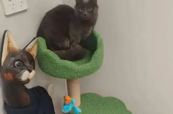 Missing cat Sydney, photo: Missing Cat Alert: Henry St, Sydney