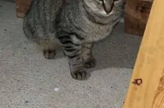 Chat trouvé , photo: Chat européen câlin trouvé à Fréjairolles