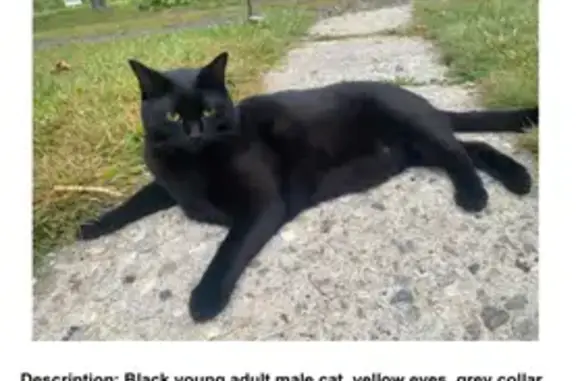 Lost: Snoop, Skittish Black Cat in NM