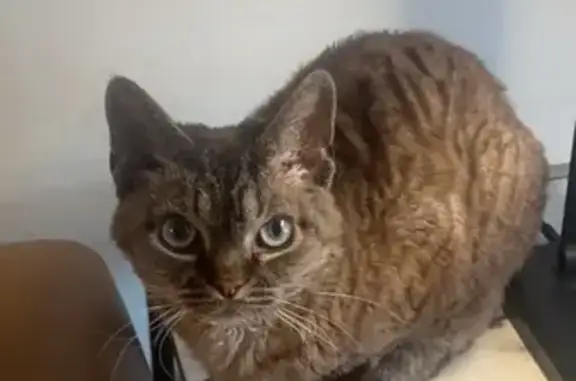 Lost Devon Rex Cat: Grey/Brown, Blue Eyes