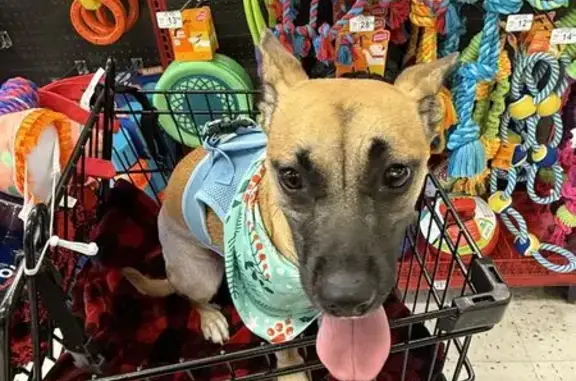 Lost Dog Daisy: Seen Near El Dorado St.