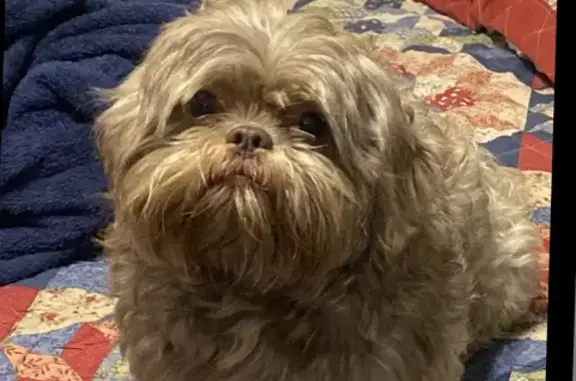 Lost Shih Tzu Onyx: Friendly & Brown