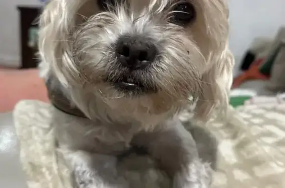 Found White Male Dog in Hialeah, FL