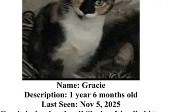 Lost Calico Cat: Sweet & Fast in Mineral Wells