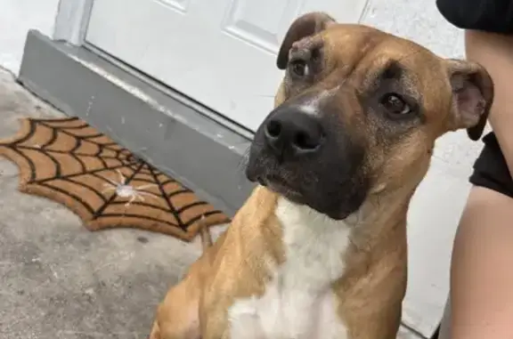 Lost Dog Alert: NW 71st St, Miami