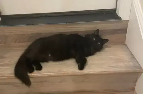 Missing cat Maryville, photo: Lost Cat: Black with Bushy Tail, Maryville