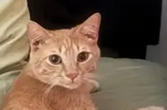 Missing cat Oxford, photo: Lost Orange Cat - Circle Drive, Oxford