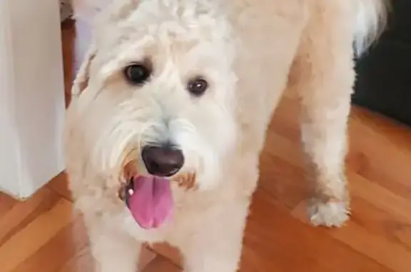 Lost Labradoodle Lucy in Greer, SC