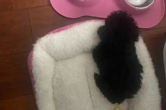 Lost Black Dog - Curly Fur, Chandler