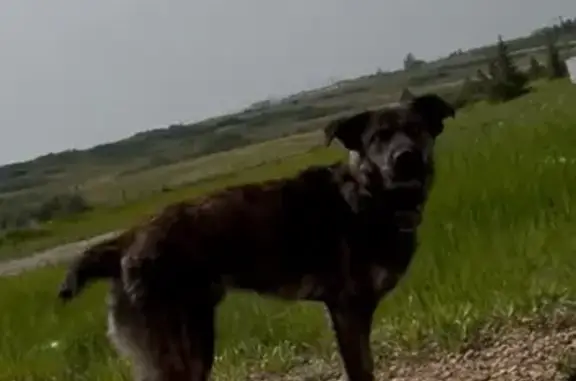 Lost Pit Bull Mix in Mandaree, ND