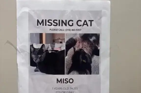 Missing cat , photo: Lost Gray Cat 'Miso' in 14025 Area