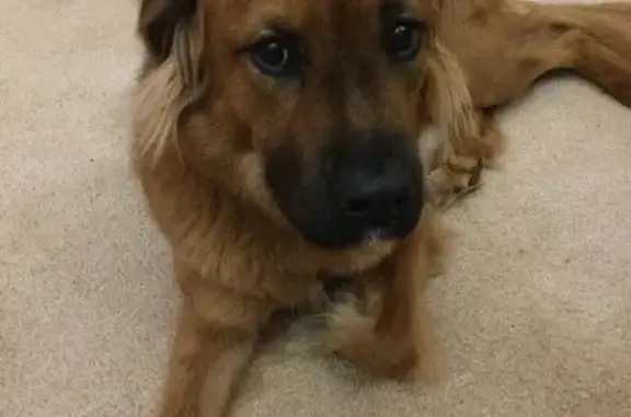 Lost Red Golden Mix on Rosewood Dr.