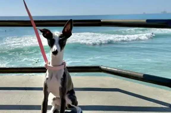 Lost: Grey & White Italian Greyhound