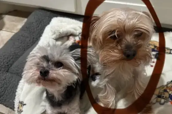 Lost Yorkie: Silver & Tan, Needs Meds!