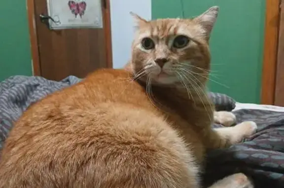 Lost Cat Near 138th Ave NW, Andover