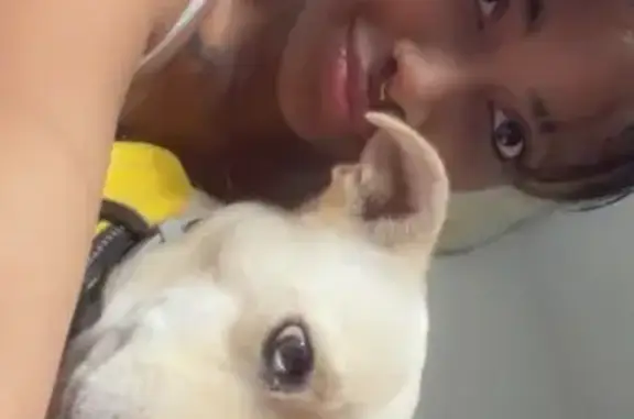 Lost: Small White Dog in Pink Hoodie