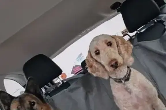 Help Find Loki: Missing Golden Doodle