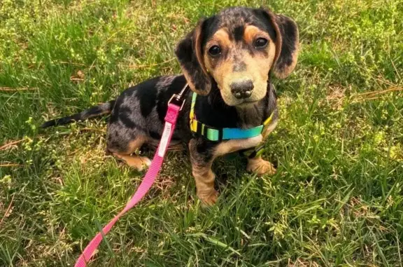 Lost Energetic Dog Penny in Norfolk!