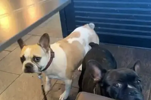 Missing dog Fresno, photo: Lost Frenchie/Boston Sisters in Fresno