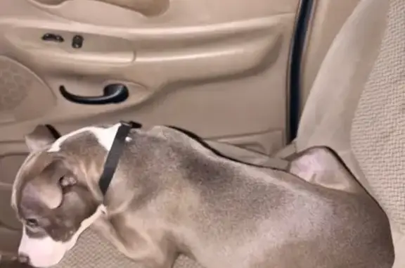 Lost Pit Bull Mix: Grey & White in GA