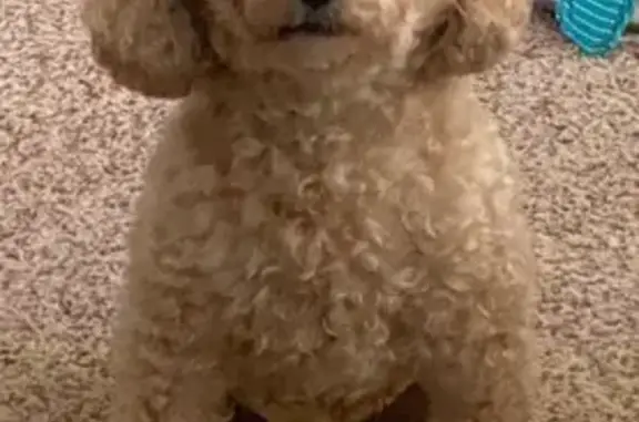 Help Find Our Lost Toy Poodle on Vicksburg