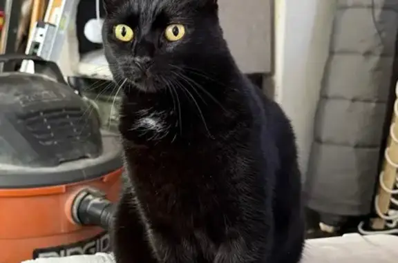 Missing cat Drexel Hill, photo: Lost Skittish Black Cat on Lombardy Rd