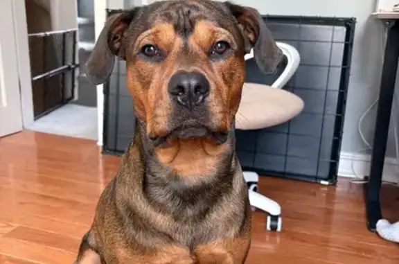 Lost Dog in Wading River: Help Needed!