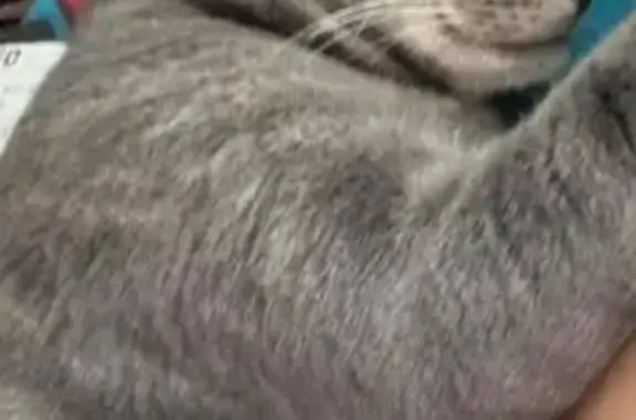 Lost Gray Cat 'Camilo' in Pleasantville