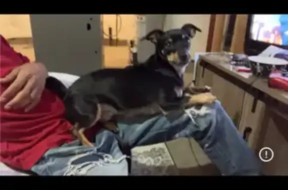 Lost Dog: Black with Unique Brown Markings