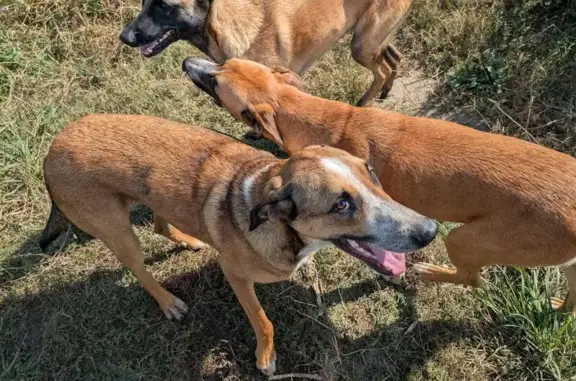 Lost Dog Alert: South Anderson Way