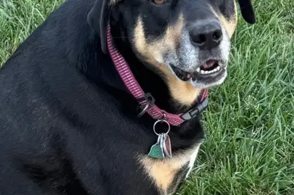 Lost Dog: Black/Tan Mix in Medford
