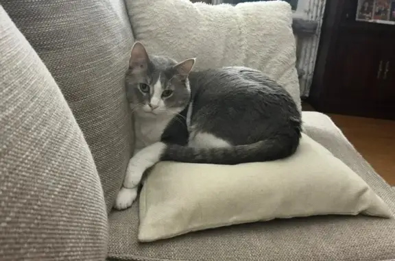 Lost: Friendly Grey & White Cat in VA Beach