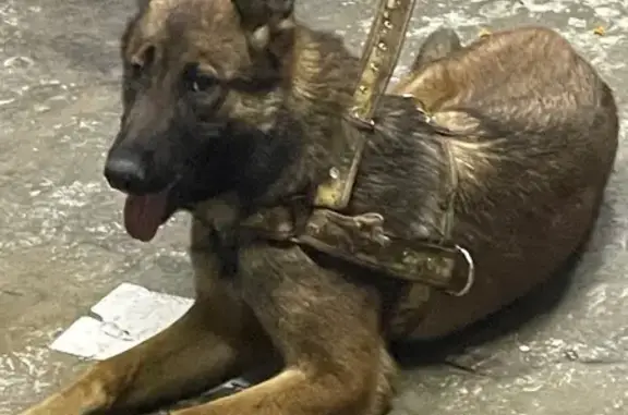 Perro Pastor Belga Perdido en CDMX: Lola