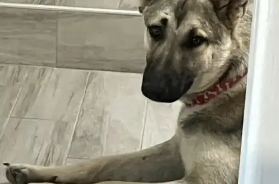 Missing dog , photo: Lost German Shepherd: Moose Needs Help!