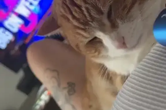 Lost Chunky Cat: Orange & White, Ankeny