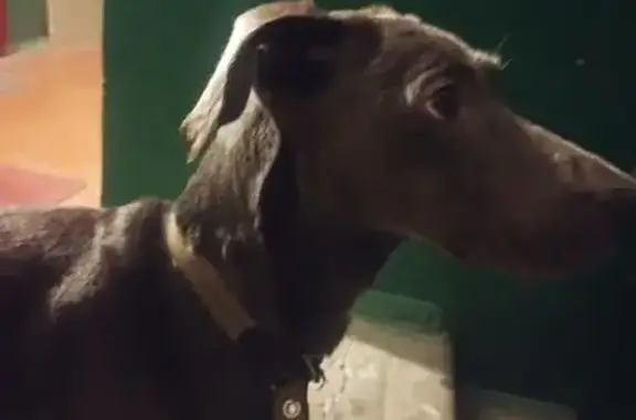 Знайдена собака: ошийник, знає команди