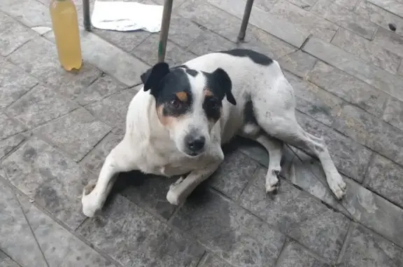 cachorro desaparecida