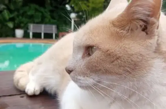 Playful Big Cat Lost on Gannet Cres