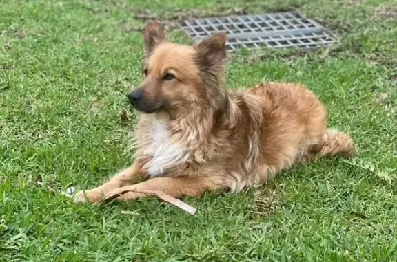 Lost Light Brown Terrier 'TAJ' in Westville