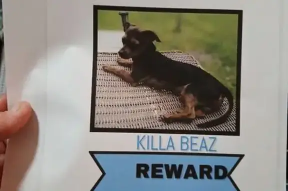 Lost Chiweenie: Killa Beaz in Grand Prairie