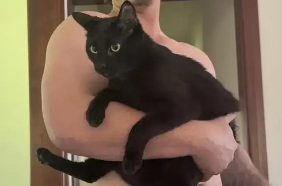 Lost Cat: Friendly & Curious in Brisbane