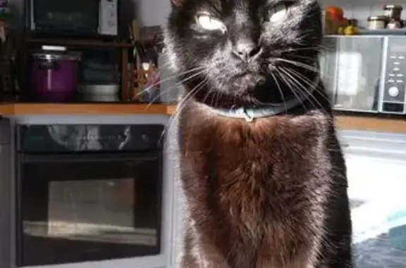Chatte noire perdue à Taverny - photo